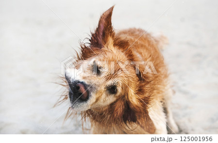 Adorable Golden Retriever On A Sandy Beach Adorable Golden Retriever On A Sandy Beach 125001956