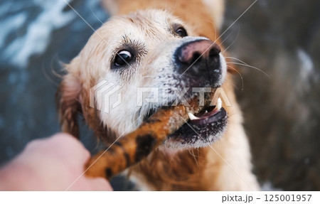 Adorable Golden Retriever On A Sandy Beach Adorable Golden Retriever On A Sandy Beach 125001957