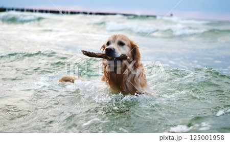 Adorable Golden Retriever On A Sandy Beach Adorable Golden Retriever On A Sandy Beach 125001958