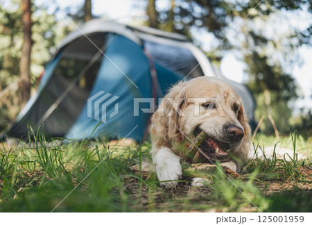 Adorable Golden Retriever Dog Lying By Touristic Camp Tent Adorable Golden Retriever Dog Lying By Touristic Camp Tent 125001959