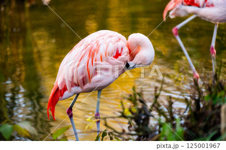 Pink Flamingo Birds In Water Pink Flamingo Birds In Water 125001967