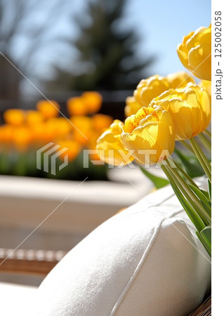 Vibrant yellow tulips blooming in sunlit garden with soft focus background. 125002058