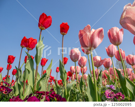青空に映える赤とピンクのチューリップ（千葉県柏市・あけぼの山農業公園） 125002095