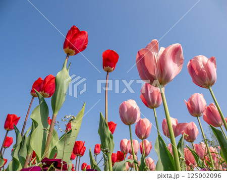 青空に映える赤とピンクのチューリップ（千葉県柏市・あけぼの山農業公園） 125002096