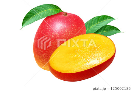 マンゴー リアル イラスト 125002186