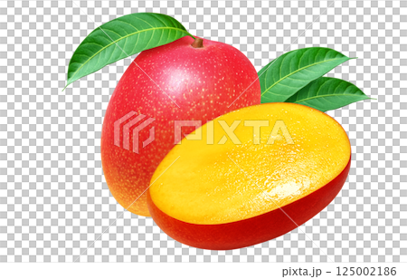 マンゴー リアル イラスト 125002186