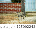 自然と共に暮らす猫 125002242