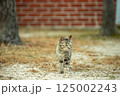 自然と共に暮らす猫 125002243