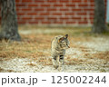 自然と共に暮らす猫 125002244