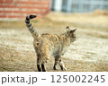 自然と共に暮らす猫 125002245