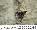 自然と共に暮らす猫 125002246