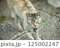自然と共に暮らす猫 125002247