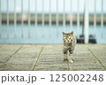 自然と共に暮らす猫 125002248