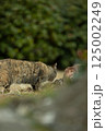 自然と共に暮らす猫 125002249