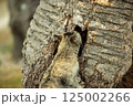 木の中には何がある？ 125002266