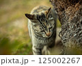 木の中には何がある？ 125002267
