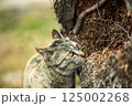 木の中には何がある？ 125002268