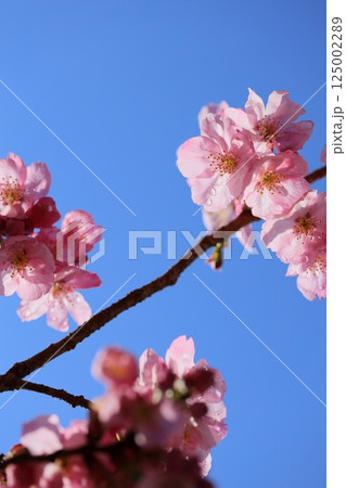 春の日差しを浴びて咲くピンクの陽光桜 【青空背景】 【空背景】 125002289
