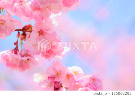 ピンクの陽光桜のクローズアップ 【青空背景】 【満開】 ピンクの陽光桜のクローズアップ 【青空背景】 【満開】 125002293