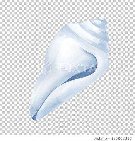 Watercolor white seashell. The watercolor illustration of a sea dweller is hand-drawn. Isolated. For the design of invitations, postcards, wallpapers, textiles and packaging in a nautical style 125002316