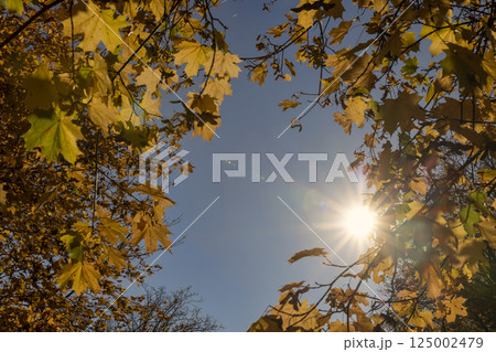 the foliage of trees on the ground after leaf fall in sunny weather, The sun is shining in the sky 125002479