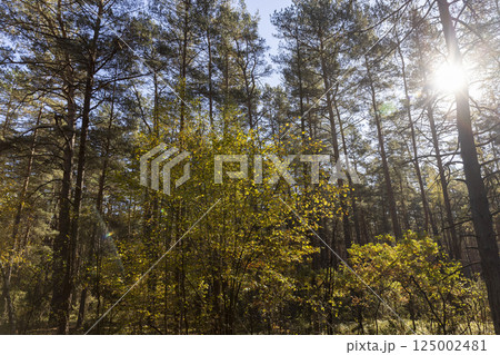 tall trees in Indian summer in the wild forest, The sun is shining through the trees, landscape photography 125002481