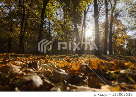 The sun shines through the trunks and branches of the trees, landscape photography 125002539