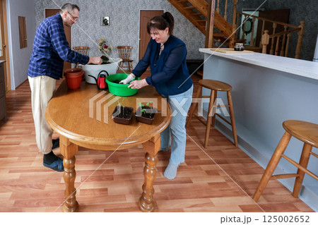 Mature european couple is repotting plants at round table, working together indoors in bright house with natural light, focused on gardening task. Mature european couple is repotting plants at round table, working together indoors in bright house with natural light, focused on gardening task. 125002652