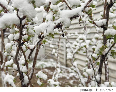 Bush covered in snow and fresh green leaves during a spring freeze in a suburban yard Bush covered in snow and fresh green leaves during a spring freeze in a suburban yard 125002707