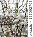 Green spring branches with new growth blanketed in snow from an unexpected cold wave 125002708