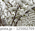 Shrubs with fresh green leaves covered in soft snow during an abnormal spring frost 125002709