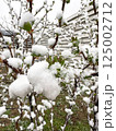 Spring bush with young green leaves entirely blanketed in snow after a surprise frost 125002712