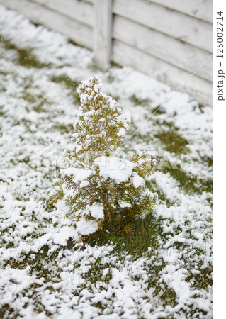 Small evergreen tree covered in fresh snow during spring frost near wooden fence Small evergreen tree covered in fresh snow during spring frost near wooden fence 125002714