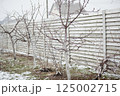 Fruit trees with spring buds caught in unexpected snowfall in backyard garden 125002715