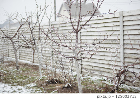Fruit trees with spring buds caught in unexpected snowfall in backyard garden Fruit trees with spring buds caught in unexpected snowfall in backyard garden 125002715