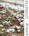 Patch of green strawberry plants partially covered with snow near wooden fence, showing impact of cold weather 125002716