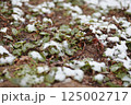 Wide view of strawberry garden bed under spring snow 125002717