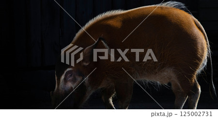 Red river hog . Potamochoerus porcus . Red river hog . Potamochoerus porcus . 125002731