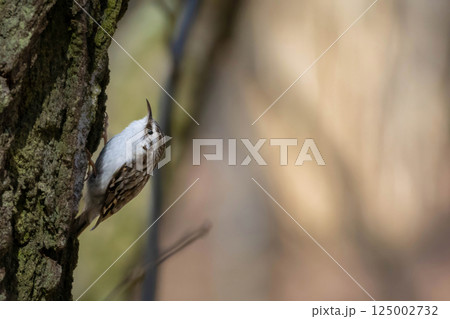 Eurasian or common treecreeper (Certhia familiaris) perching on a tree trunk Eurasian or common treecreeper (Certhia familiaris) perching on a tree trunk 125002732