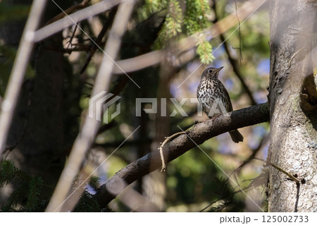 Wildlife shot of Song Thrush (Turdus philomelos) on the branch. Wildlife shot of Song Thrush (Turdus philomelos) on the branch. 125002733