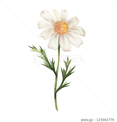 Chamomile. Watercolor illustration of white wildflowers with green leaves. The bouquet is hand drawn, isolated on a white background. For design, invitations, weddings. Botanical illustration of daisy 125002779