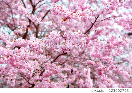 Pink cherry tree blossom close-up, full frame background 125002798