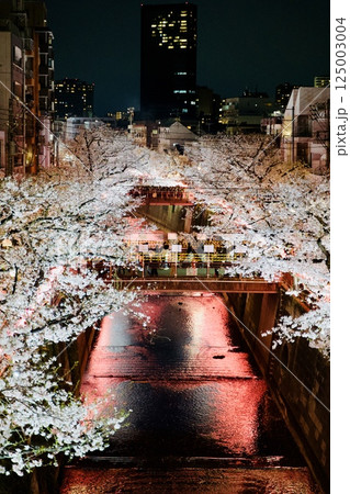 目黒川の夜桜 125003004
