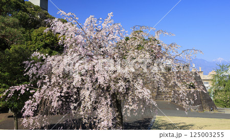 甲府城の桜 125003255