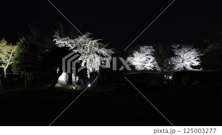 信州上田城址の千本桜祭り（夜桜編） 125003277