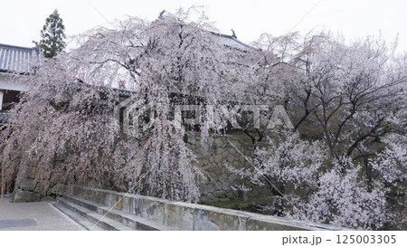 信州上田城址の千本桜祭り(早朝編) 信州上田城址の千本桜祭り(早朝編) 125003305