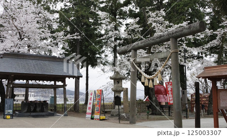 信州上田城址の千本桜祭り(早朝編) 信州上田城址の千本桜祭り(早朝編) 125003307