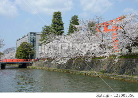 京都岡崎公園　琵琶湖疏の桜　京都市左京区 125003356