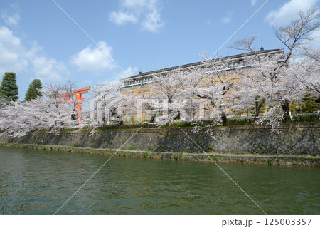 京都岡崎公園 琵琶湖疏の桜 京都市左京区 京都岡崎公園 琵琶湖疏の桜 京都市左京区 125003357