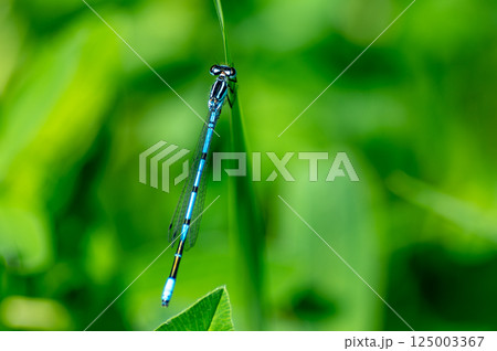 A blue field dragonfly resting on the grass 125003367